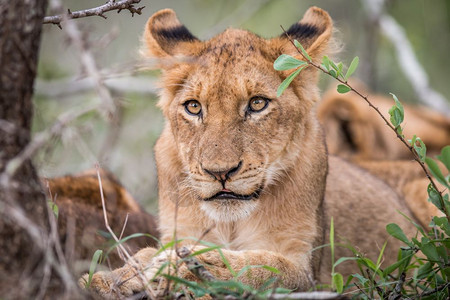 免费下载照片  |南非克鲁格公园的yawning狮子幼崽免费下载照片