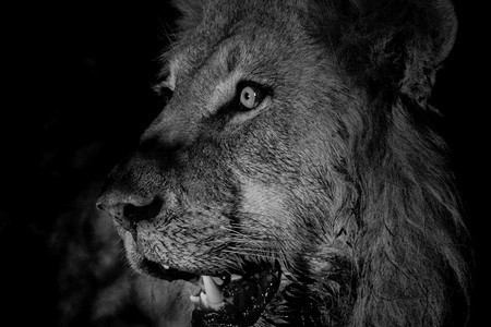 在南非克鲁格公园黑白狮子的侧面简介图片