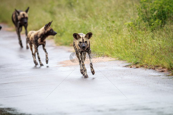 非洲野狗跑向南克鲁格公园的摄像头图片