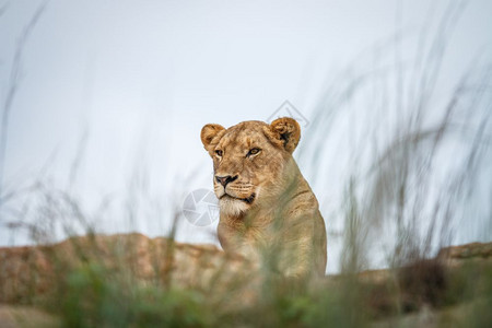 南非克鲁格公园的岩石上躺着年轻男狮子图片