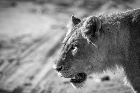 在南非克鲁格公园一只黑白狮子的侧面简介图片