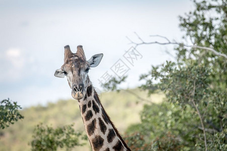 韦尔格沃登保护区内的一只长颈鹿图片