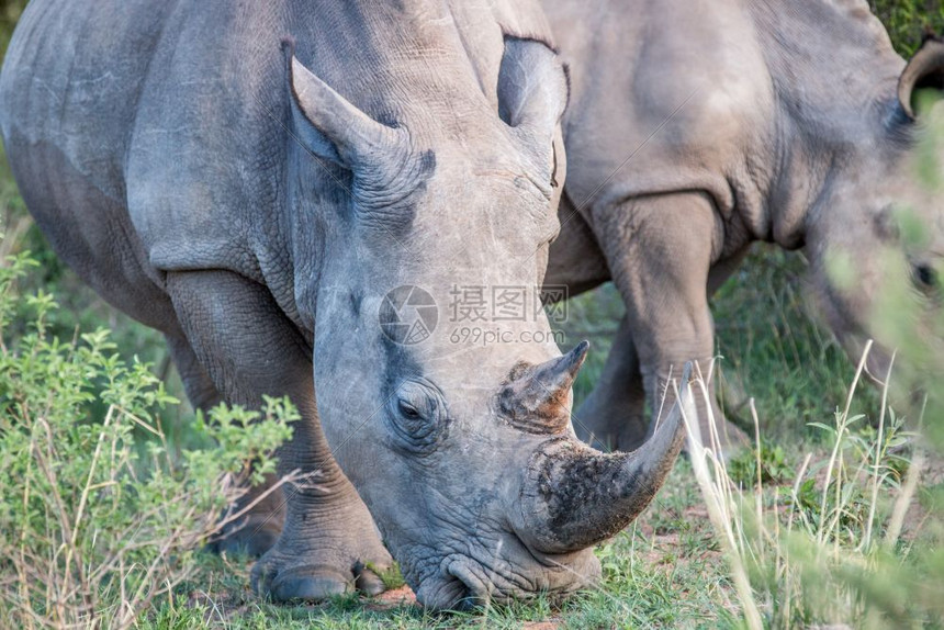 南非草地上的白犀牛近距离靠图片