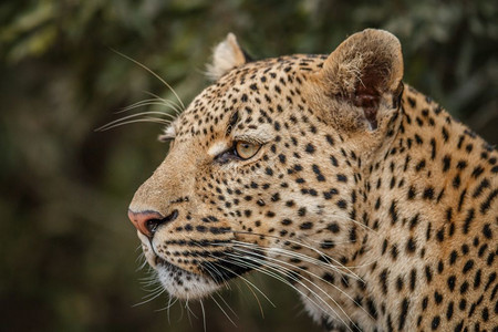 南非克鲁格公园的豹子侧面简介背景图片
