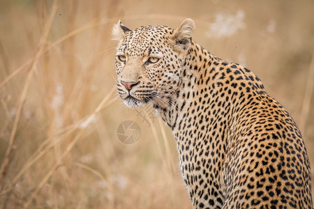 一只豹子回望着南非克鲁格公园图片