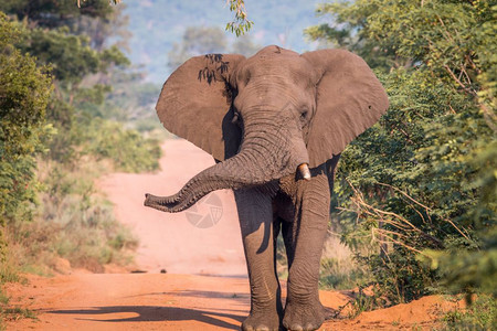 大象公牛在南非Welgevonden游戏保留地的路上行走图片
