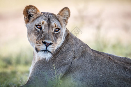 南非卡拉哈里边境公园的一只狮子图片