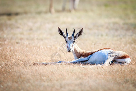 Springbok躺在南非Kgalagadi横越边境公园的草地上图片