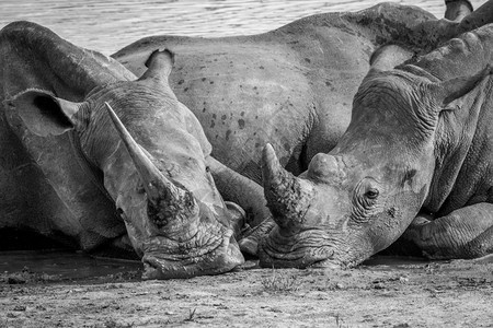 两个白犀牛一起躺在水中黑白混一起南非图片