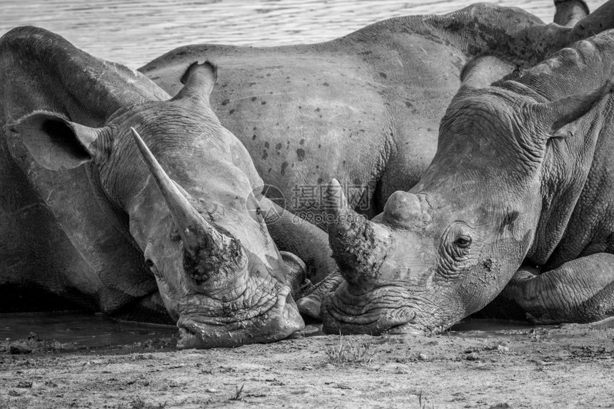 两个白犀牛一起躺在水中黑白混一起南非图片