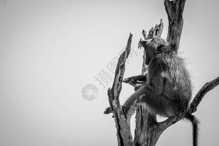 笼罩在南非克鲁格公园的一棵黑白死树上图片
