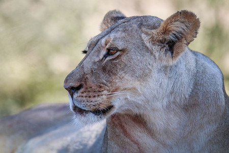 南非Kgalagadi跨界公园狮子座的侧面简介图片