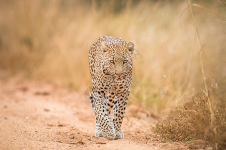 一只豹子走近南非克鲁格公园的摄像头图片