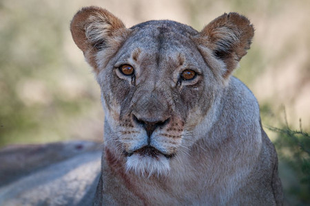 在南非Kgalagadi横越边境公园的Lioness主演图片