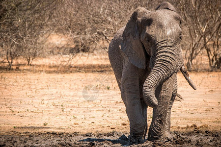 大象喜欢南非克鲁格公园的泥土图片