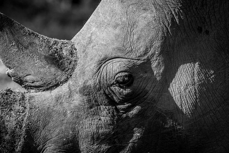 近距离接白犀牛头黑南非图片