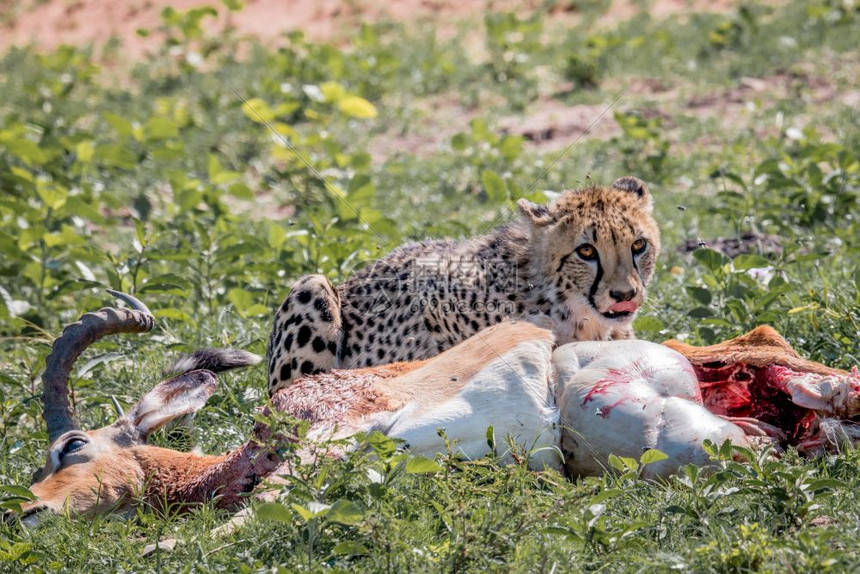南非韦尔格沃登野生动物保护区猎豹正在捕食黑斑羚