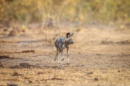 非洲野狗在南克鲁格公园的草地里跑来去图片