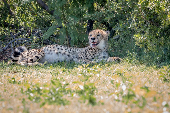 南非Welgevonden游戏保护区的Cheetah躺在草地上图片