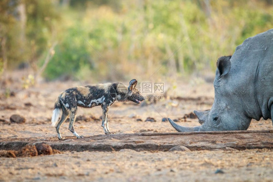 非洲野狗和白犀牛在南非克鲁格公园的一个水坑里图片