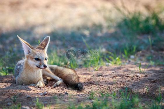 Capefox躺在沙子里南非的Kgalagadi横越边境公园图片