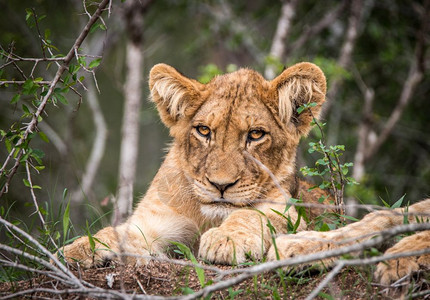 南非克鲁格公园的狮子幼崽主演图片