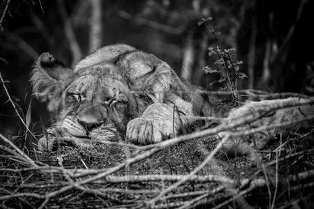 在南非克鲁格公园睡着的狮子幼崽黑白图片