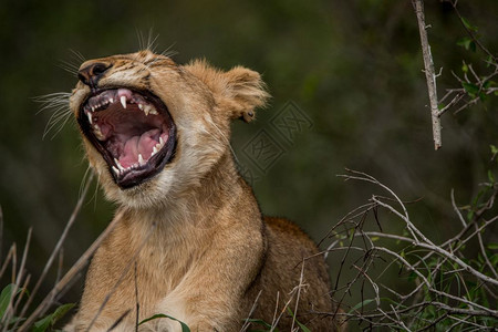 南非克鲁格公园的Yawning狮子幼崽图片