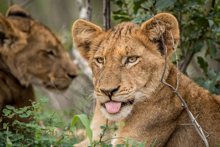 狮子幼崽在南非克鲁格公园玩耍图片