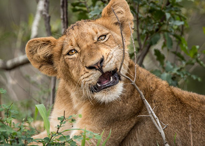 狮子幼崽在南非克鲁格公园玩耍图片