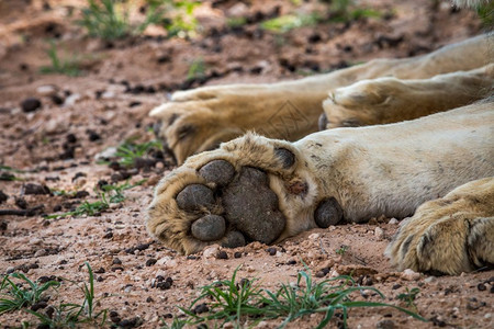 南非卡拉哈迪跨界公园的狮子爪近景图片