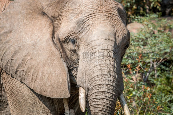 南非Welgevonden游戏保留地的一头非洲大象近身头部图片