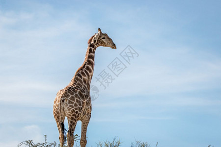 南非卡拉哈迪跨界公园的长颈鹿的侧脸图片