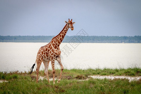 Giraffe站在纳米比亚Etosha公园的草地上图片