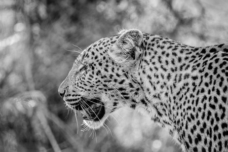 在南非克鲁格公园黑白豹的侧面简介图片