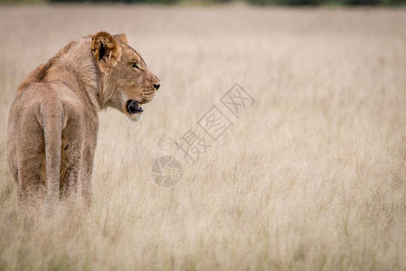 狮子站在博茨瓦纳中部卡拉哈里的草原上图片