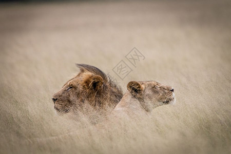 博茨瓦纳中部卡拉哈里高原草地上躺着的一对狮子图片