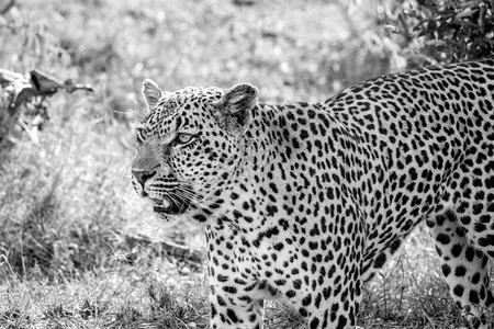 豹子在南非克鲁格公园黑白地在草上行走图片