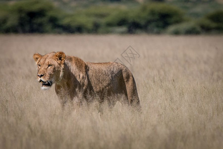 狮子站在博茨瓦纳中部卡拉哈里高原的草上图片