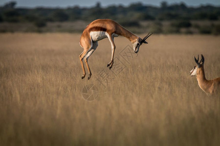Springbok在博茨瓦纳中部卡拉哈里高原草地中摇欲坠图片