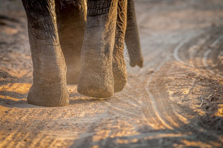 在南非克鲁格公园靠近大象脚的地方图片