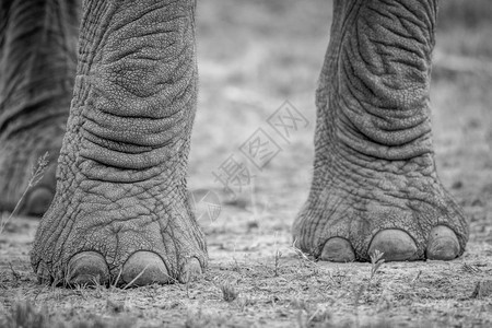 南非克鲁格公园的黑白大象脚图片