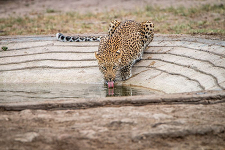 南非克鲁格公园的饮用水豹图片