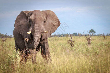 大象在博茨瓦纳奥卡万戈三角洲的摄像头上图片