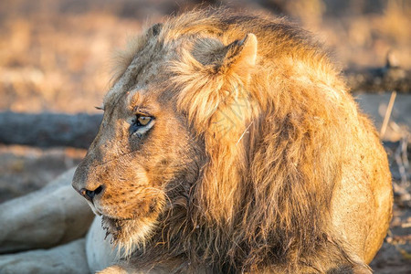 南非克鲁格公园一男狮子的侧面简介图片