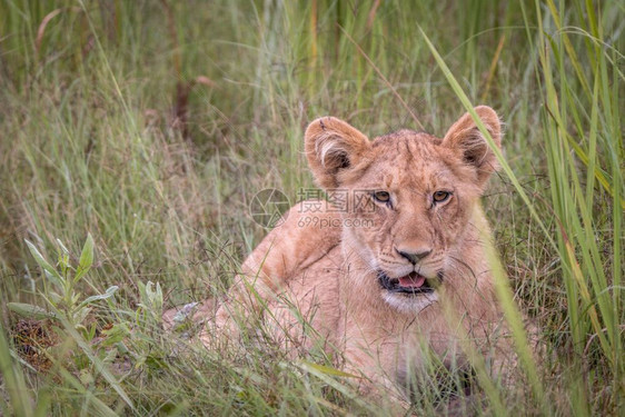 博茨瓦纳奥卡万戈三角洲的草地上一只狮子在休息图片
