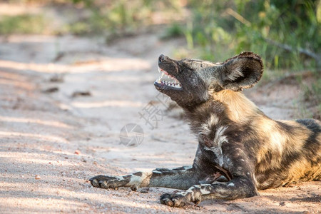 南非克鲁格公园的非洲野狗打哈欠图片