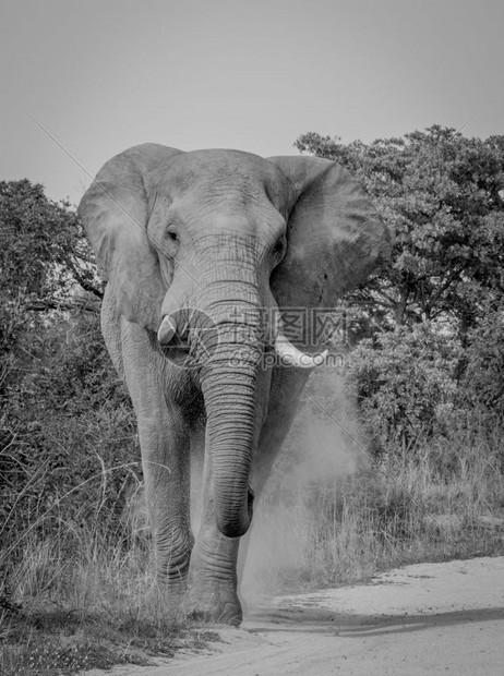 大象走向南非克鲁格公园的摄像头图片
