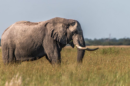 大象在博茨瓦纳乔贝公园的草地上行走图片
