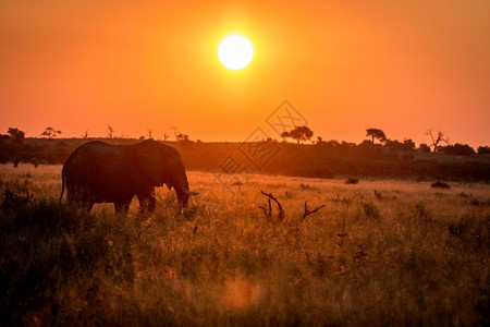 大象在博茨瓦纳乔贝公园日落时行走图片